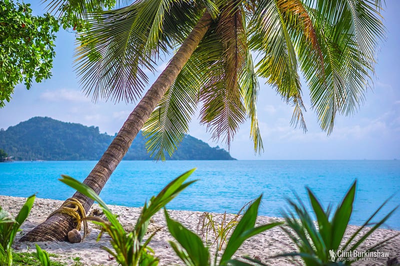 Palm at Lonely Beach, Koh Chang