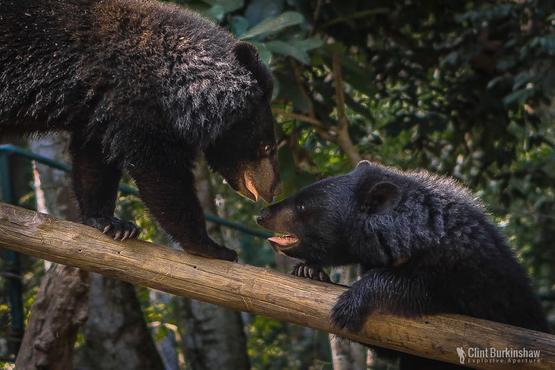 Moon bears playing