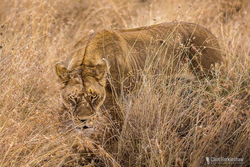 Stalking the Camera man (me), Serengeti, Tanzania