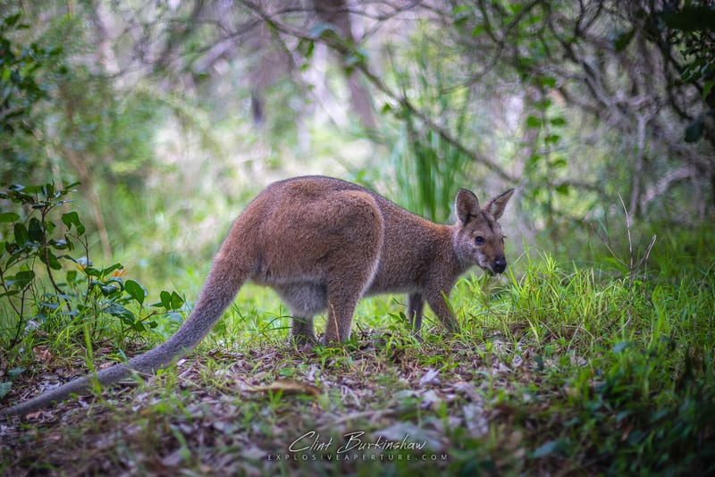 Earthlings photo 27