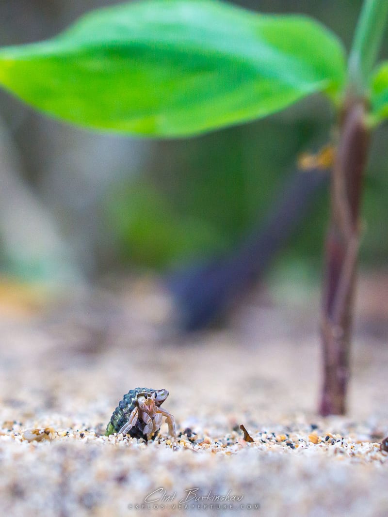 Earthlings photo 32