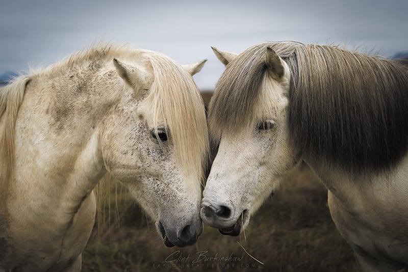 Earthlings photo 10